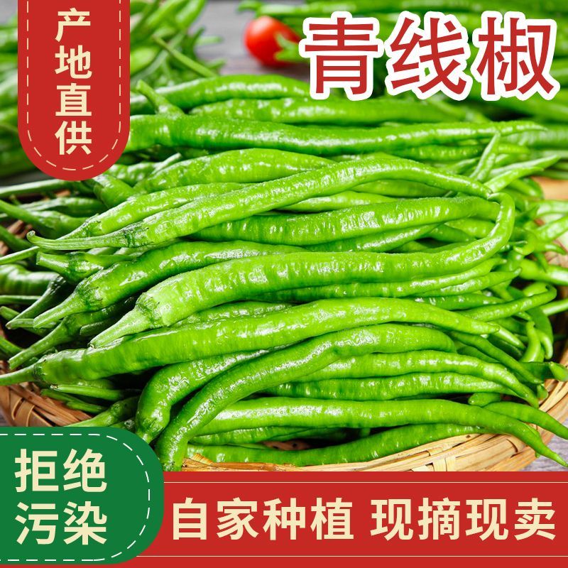 【精选】广西青线椒大量现货上市中量大从优全国发货诚信