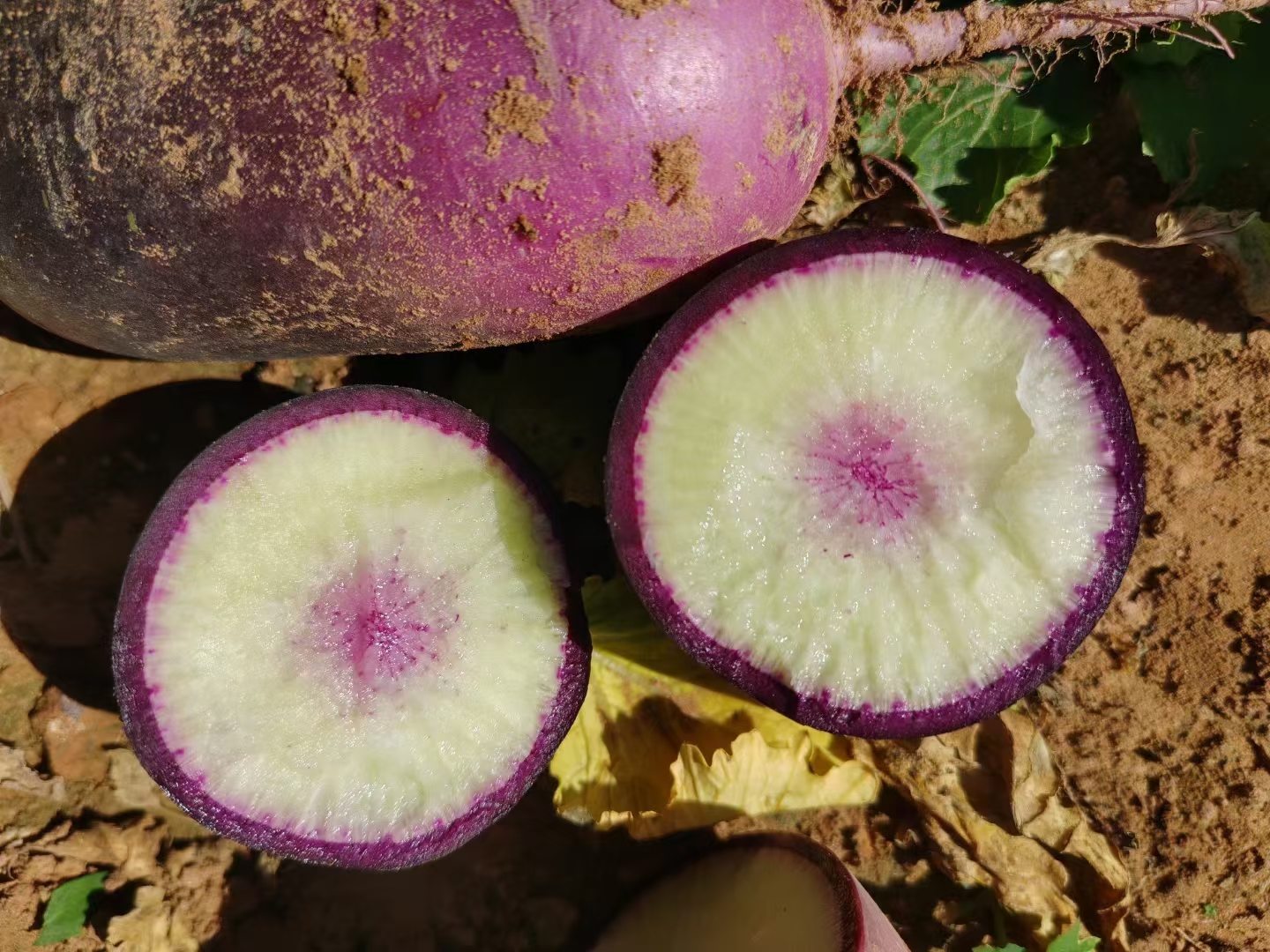 花心萝卜切面展示