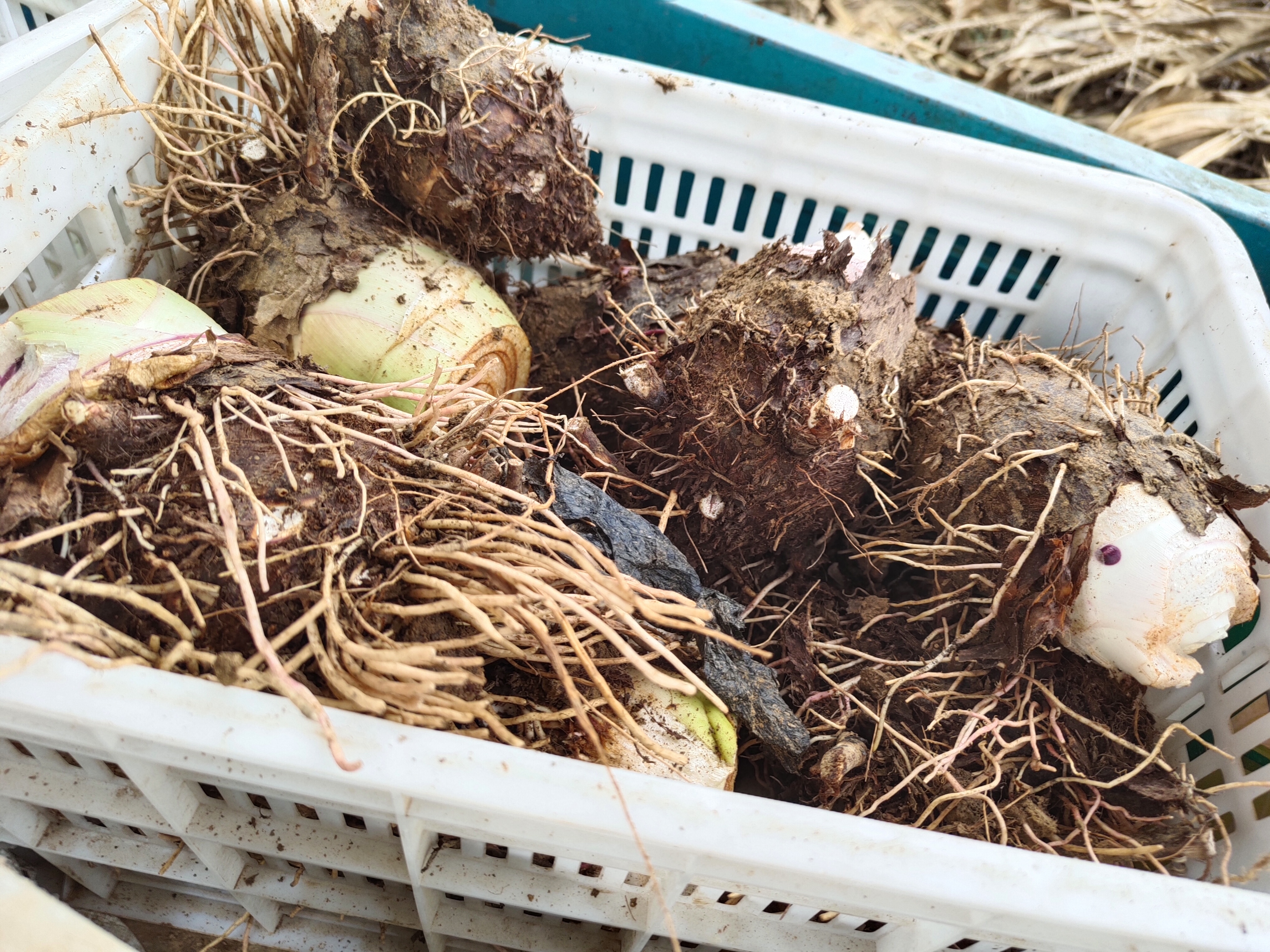 新鲜荔浦芋头去皮切块后与已泡发的黑亮刺参整齐摆放在白色瓷盘中,背景为厨房操作台,光线柔和自然 荔浦芋头与泡发海参并列摆放