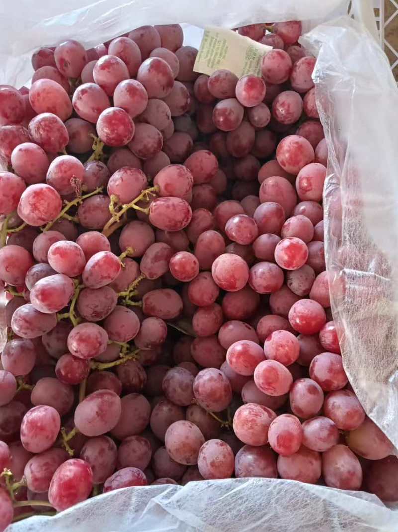 甘肃精品红提葡萄冷库货糖度高色泽红艳口感甜欢迎咨询