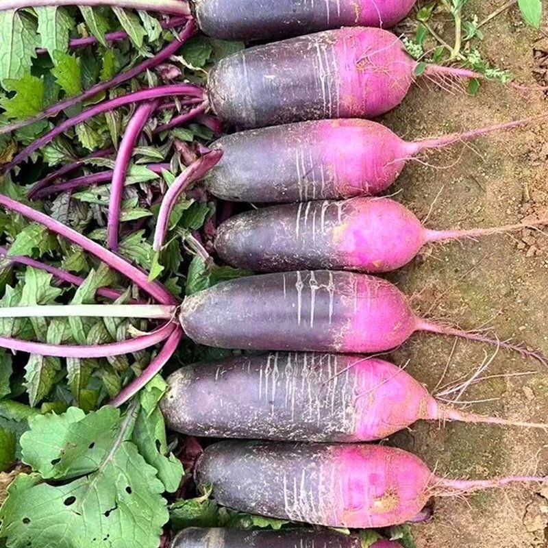 三色冰激凌萝卜2600米高海拔种植基地一手货源