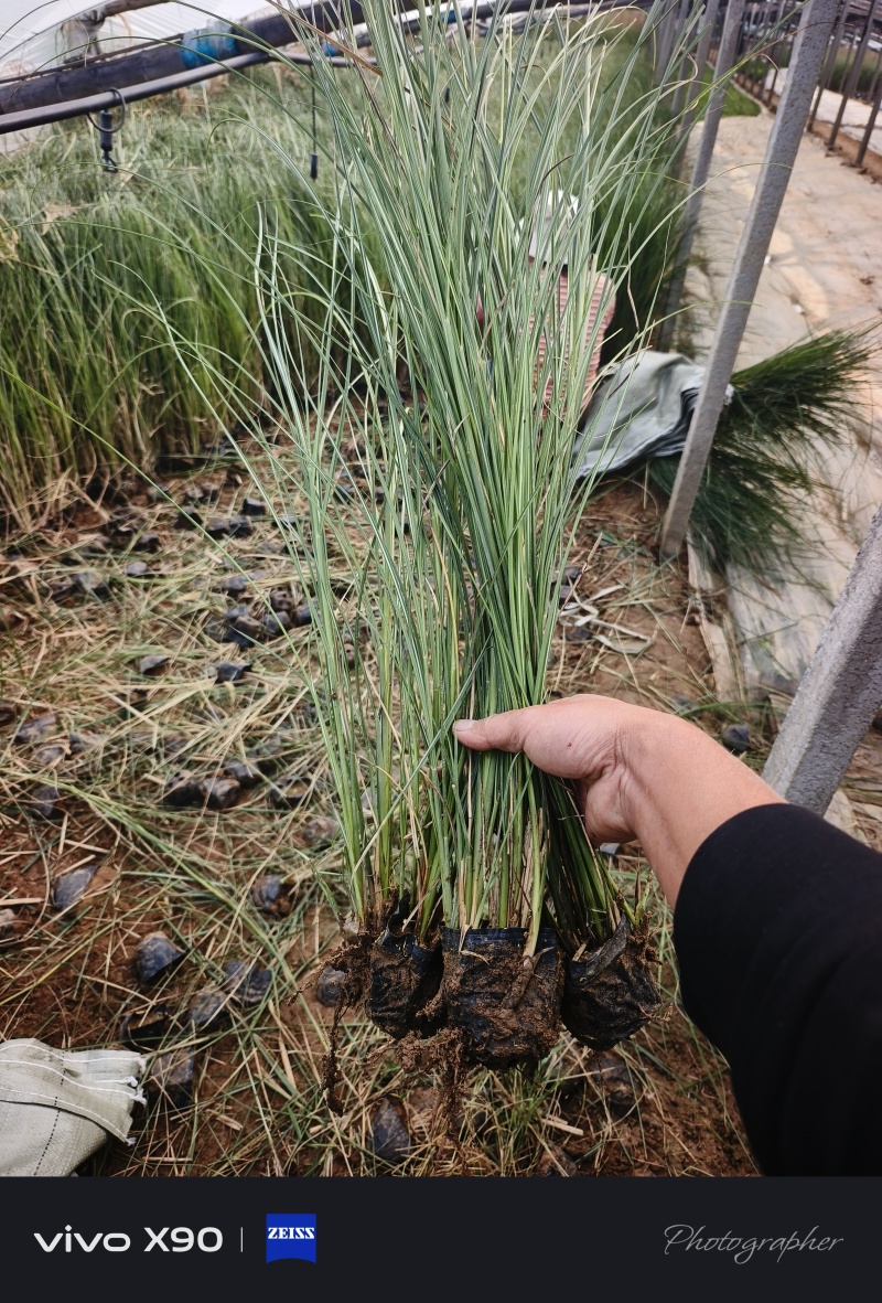 细叶芒，量大从优