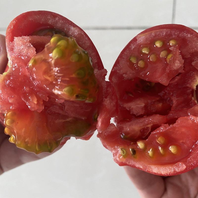 口感草莓番茄种子铁皮柿子口感脆甜绿肩明显品质保证