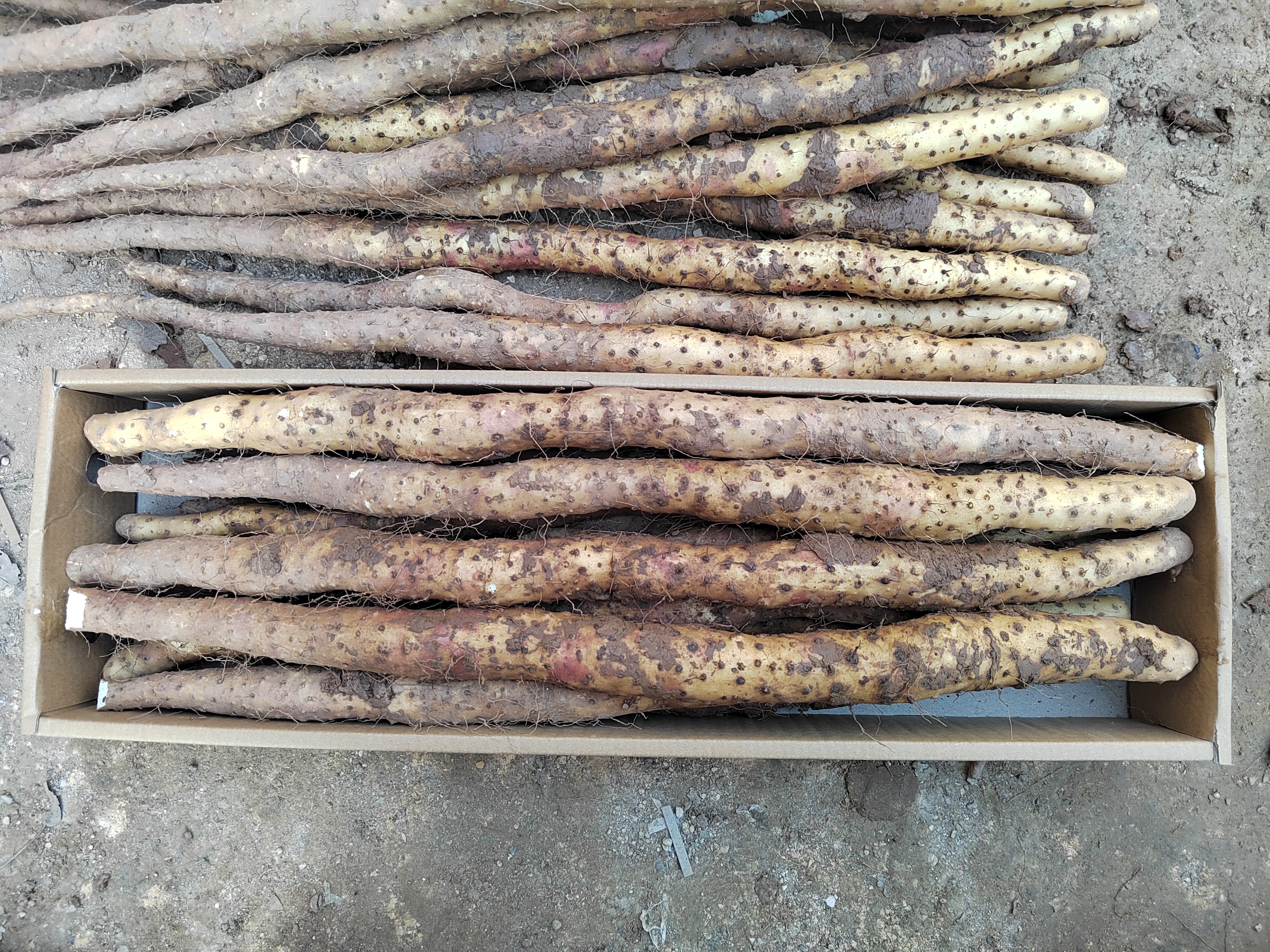 鸽子与山药的食材搭配图