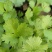 精品香菜大叶香菜质量保证价格合理全国发货欢迎来电