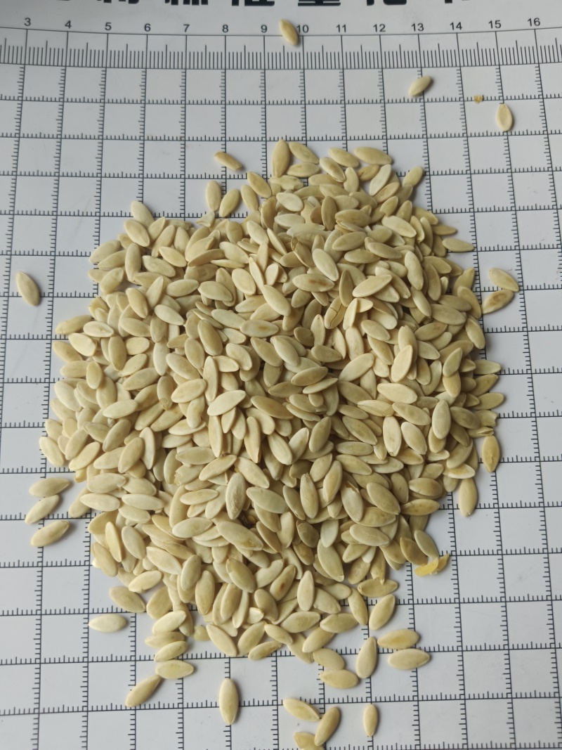 黄瓜子，黄瓜籽，新货无硫，实拍现货，24小时内发货