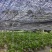 基地转型转让五年大苗山苏苗【山苏】台湾野菜