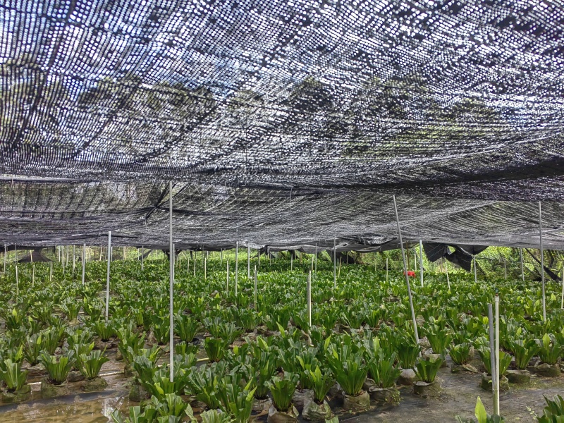 基地转型转让五年大苗山苏苗【山苏】台湾野菜
