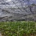 基地转型转让五年大苗山苏苗【山苏】台湾野菜