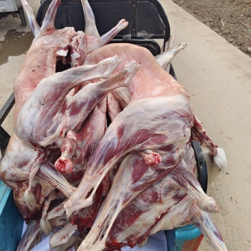 诚信羊肉店，价格优惠，两只起批，全部现杀现宰