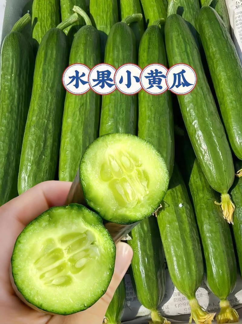 水果黄瓜种子厂家直发出芽率高品质上乘价格优惠