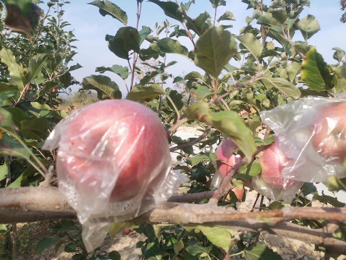 一位果农站在梯子上,戴着草帽,正在仔细采摘一棵苹果树上的红富士苹果。他手持剪刀,小心地将带果梗的苹果剪下放入篮中,周围是密集挂果的树枝,阳光透过树叶形成斑驳光影 采摘工人正在手工采摘红富士苹果
