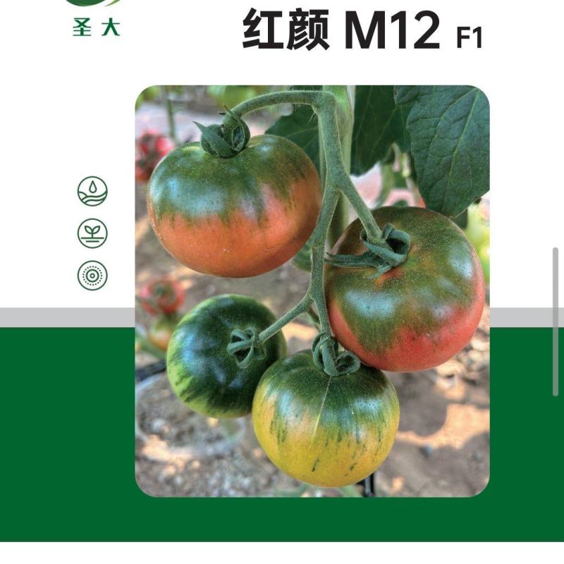 草莓西红柿苗绿肩浓口感好糖度高水果西红柿苗铁皮柿子苗