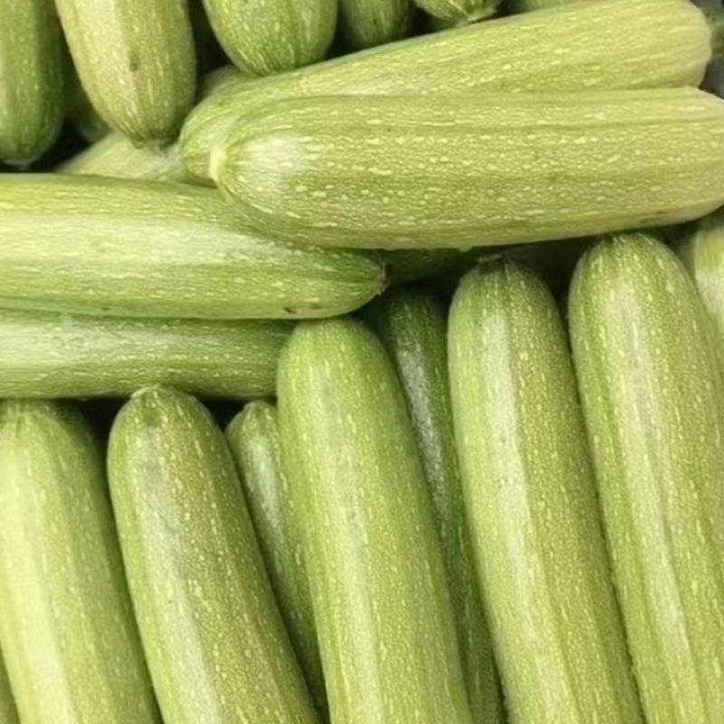 【牛商精选】云南西葫芦绿皮西葫芦-产地直发-价格优惠