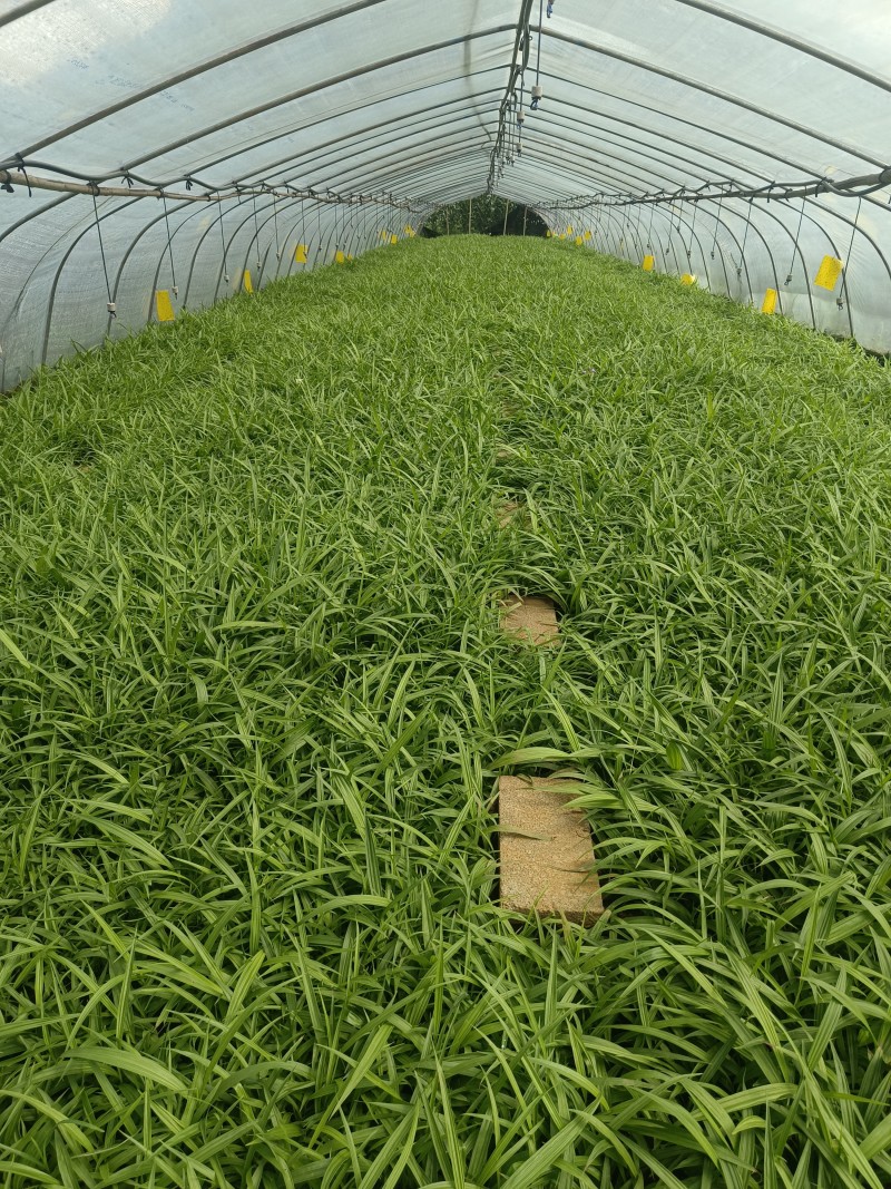 纯紫花三叉白芨驯化种苗成活率98%以上提供种植技术