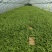 纯紫花三叉白芨驯化种苗成活率98%以上提供种植技术