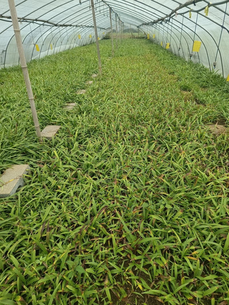 纯紫花三叉白芨驯化种苗成活率98%以上提供种植技术