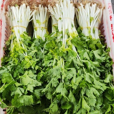 白芹菜，带根和不带根都有