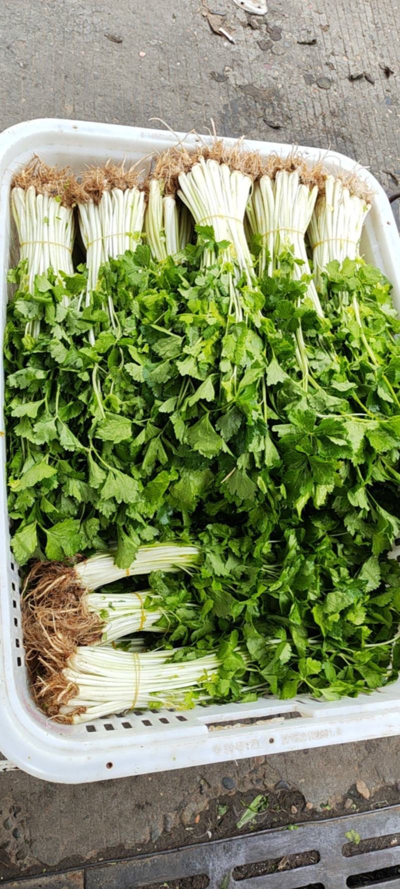 白芹菜，带根和不带根都有
