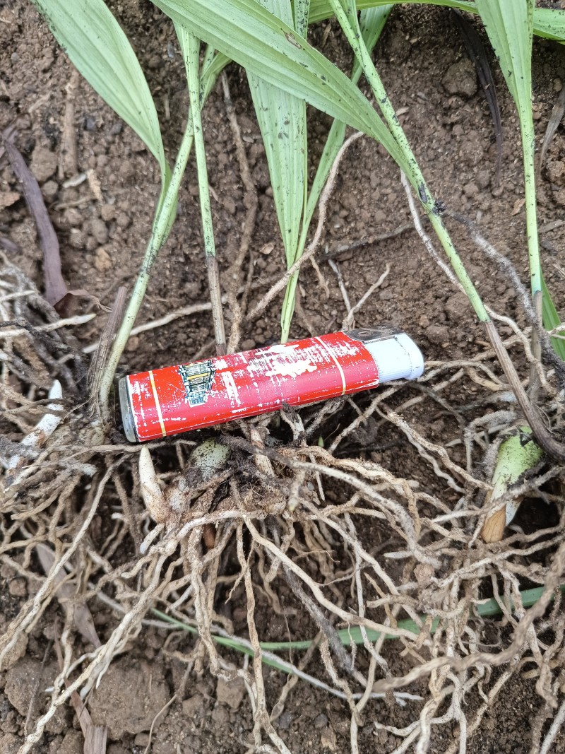 白芨驯化苗，紫花大宽叶精品好苗，个头大，花色纯