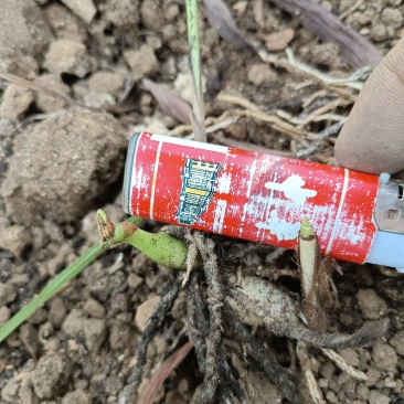 白芨驯化苗，紫花大宽叶精品好苗，个头大，花色纯