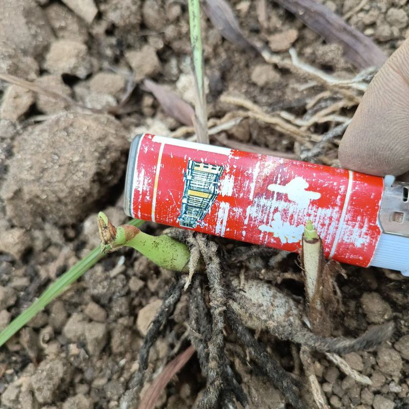 白芨驯化苗，紫花大宽叶精品好苗，个头大，花色纯
