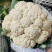松花菜【菜花】全国代发，保证质量欢迎客商前来采购！