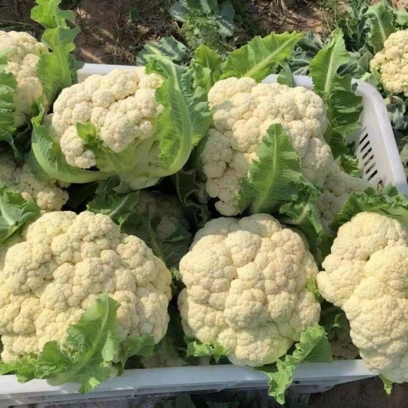 松花菜有机花青梗白面菜花乳白小米粒大量供应电商
