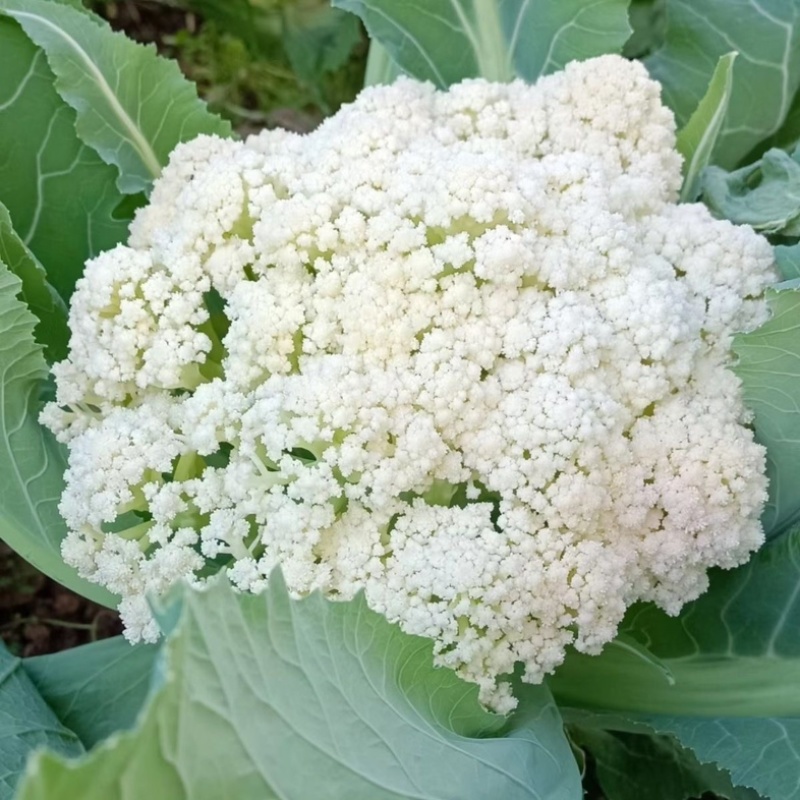 松花菜有机花青梗白面菜花乳白小米粒大量供应电商