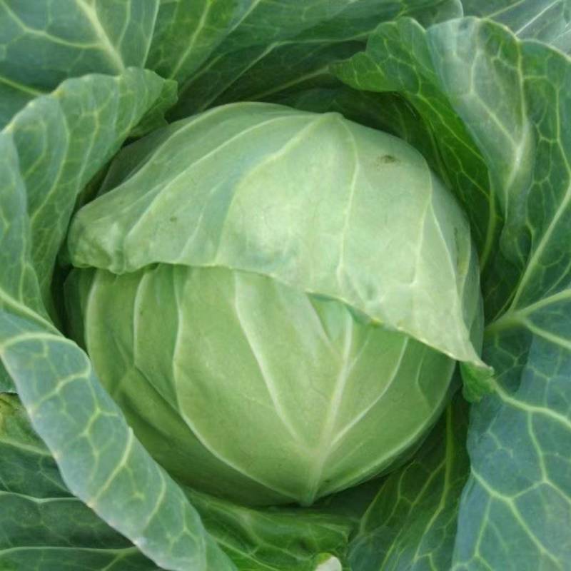 包菜