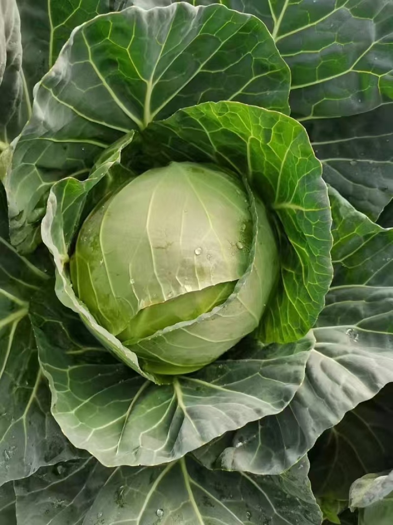 包菜