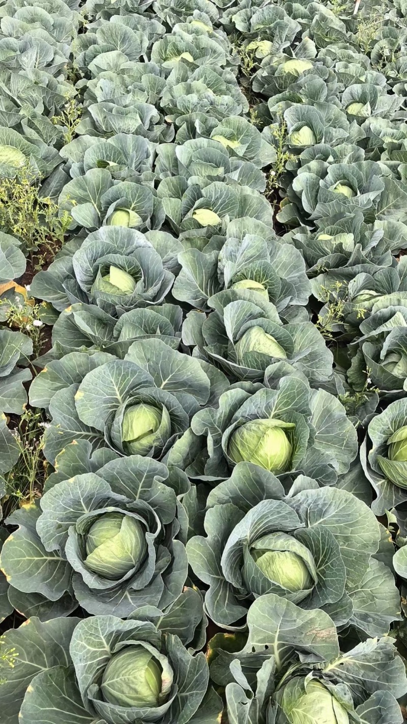 包菜