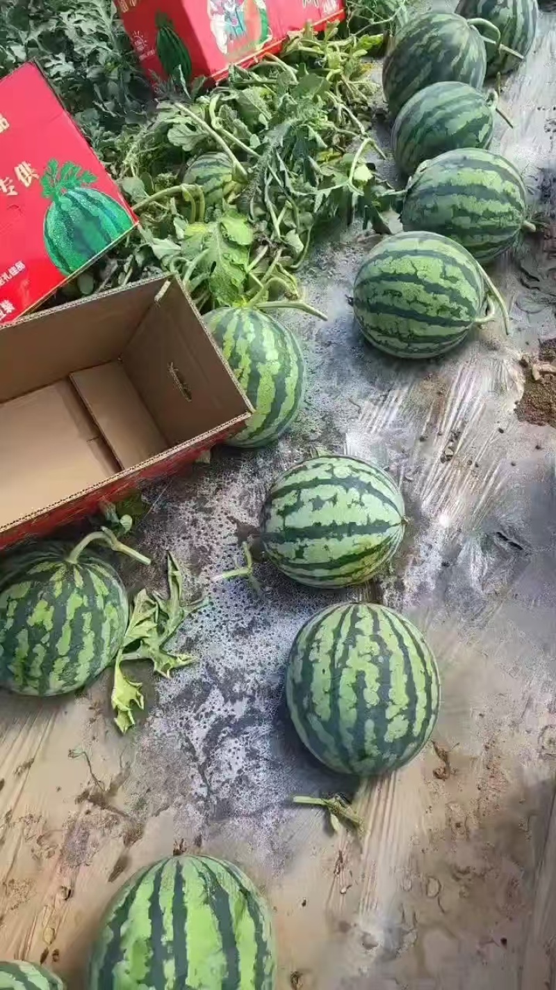 【推荐】无籽美都云南麒麟西瓜/大量供应/产地一手货源