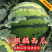 【推荐】无籽美都云南麒麟西瓜/大量供应/产地一手货源