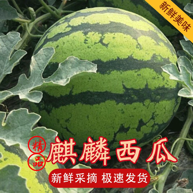 【推荐】无籽美都云南麒麟西瓜/大量供应/产地一手货源