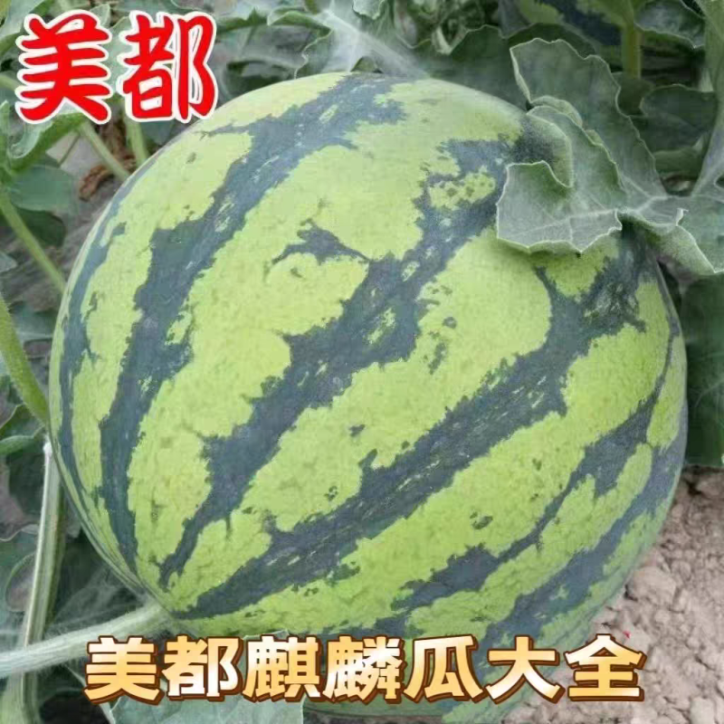 【推荐】无籽美都云南麒麟西瓜/大量供应/产地一手货源