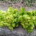 砀山精品儿菜大量上市，对接各大市场电商酱菜厂