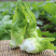 砀山精品儿菜大量上市，对接各大市场电商酱菜厂