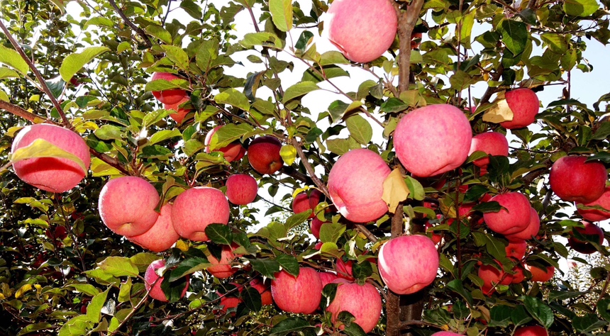 红富士苹果与金帅苹果的品种起源对比