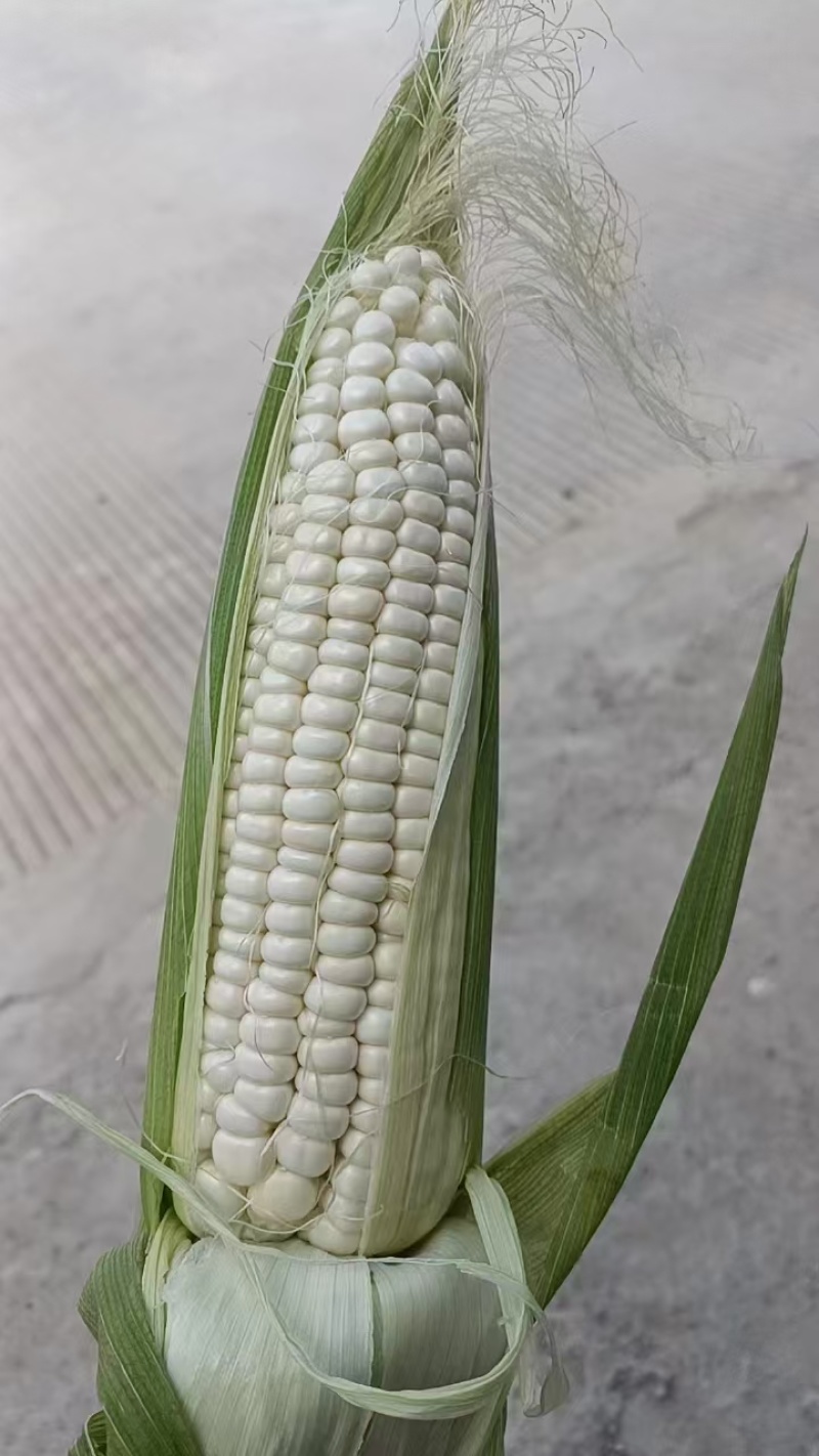 玉米