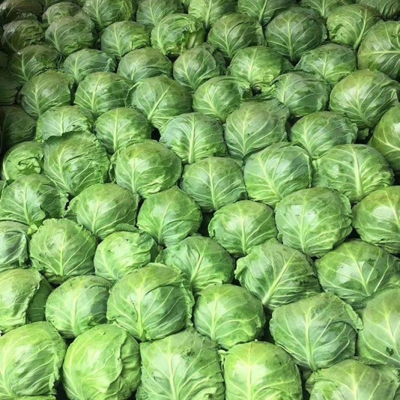 【实力】圆包菜圆甘蓝绿甘蓝产地大量上市了新鲜发货保质保量