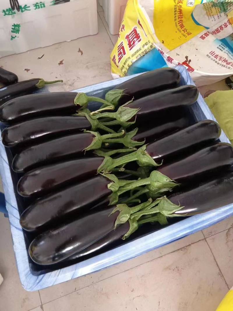 寿光长茄种类繁多富含维生素，“茄”行“茄”珍惜