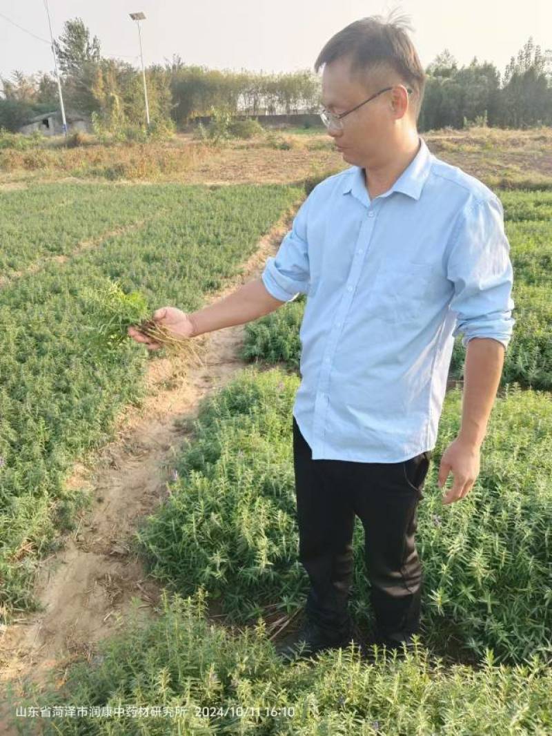 黄芩苗子，种苗新品种