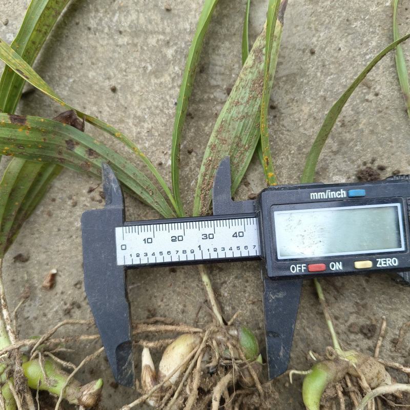 【精品】白芨种苗紫精品货源种植基地直供质量保证欢迎