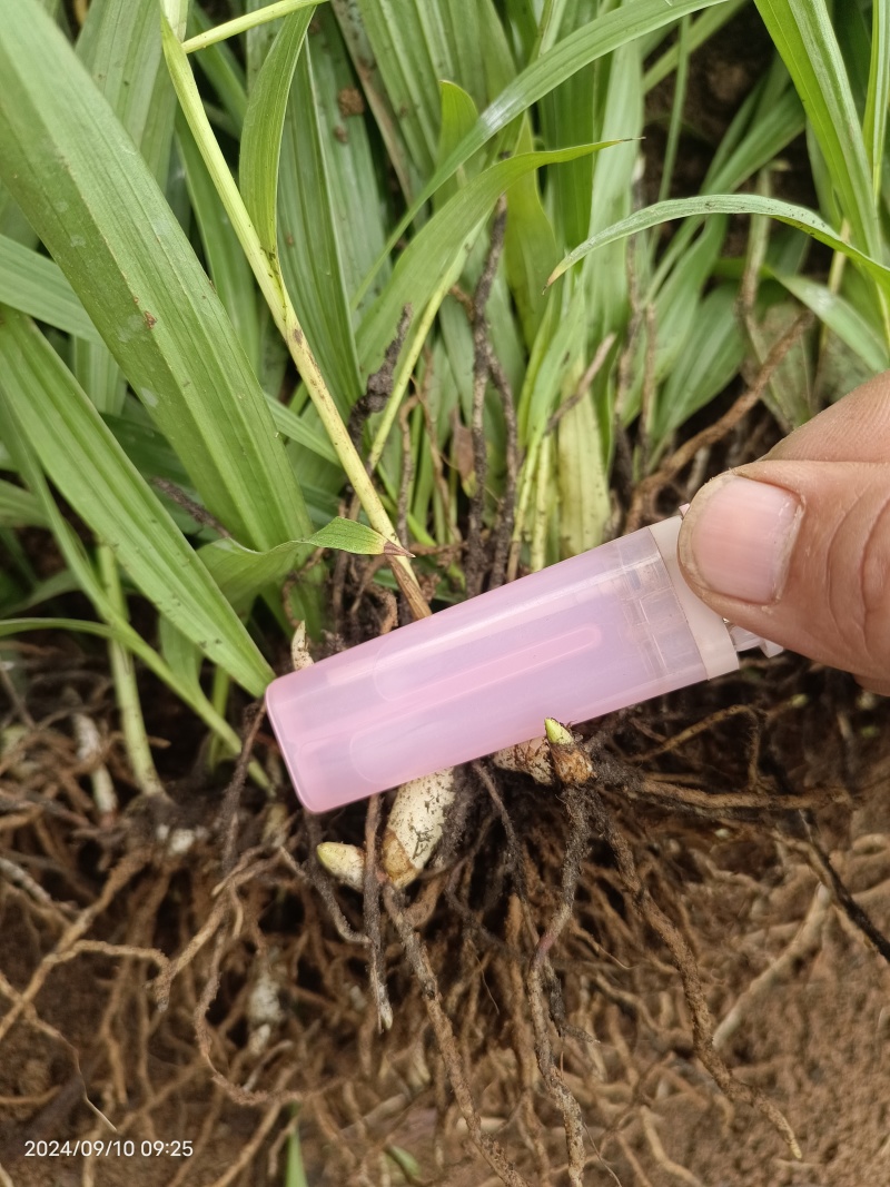 紫花宽叶大白芨驯化种苗全国发货大量上市欢迎联系