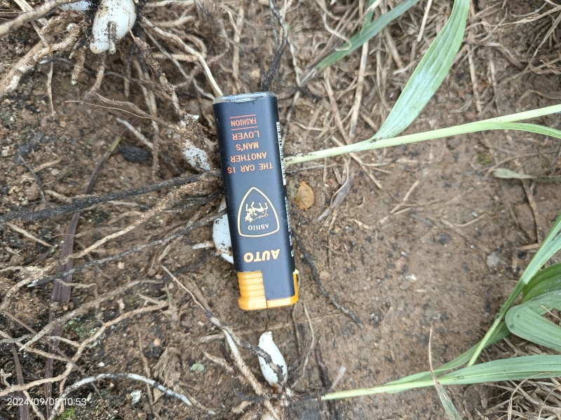 紫花宽叶大白芨驯化种苗全国发货大量上市欢迎联系