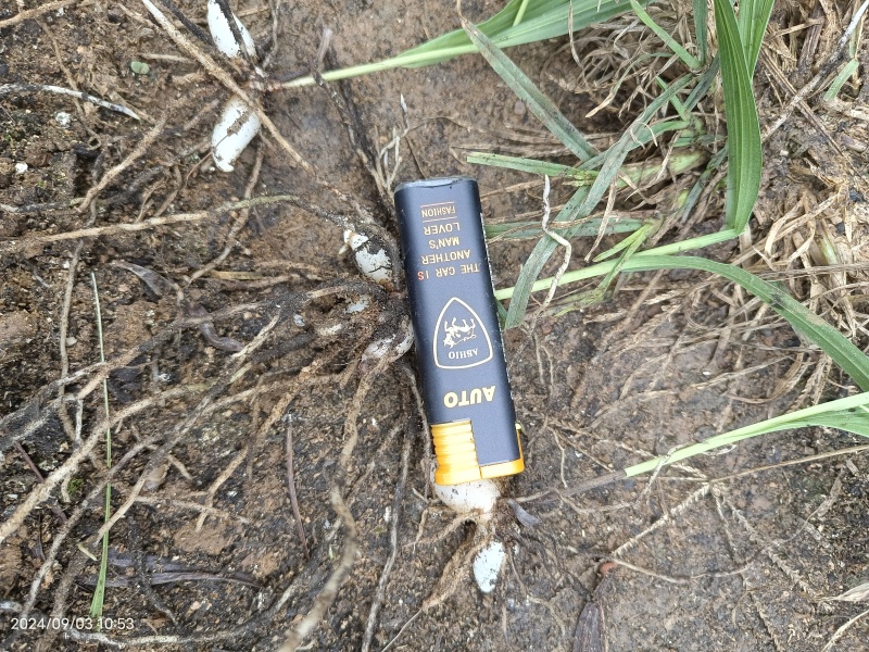 紫花宽叶大白芨驯化种苗全国发货大量上市欢迎联系