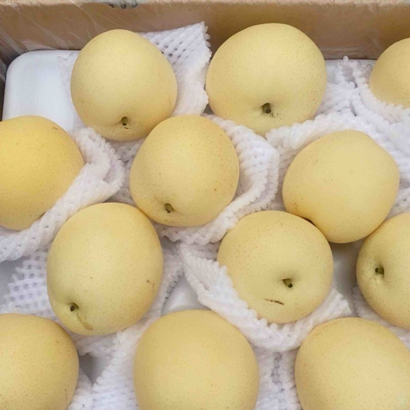 【精品】皇冠梨优选河北皇冠梨一手货源量大从优价美