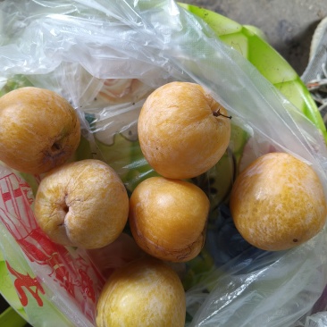 黄金李子