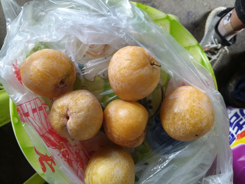 黄金李子